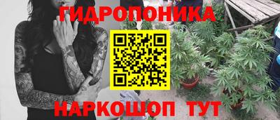 шишки Будённовск